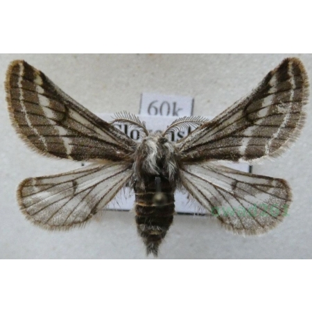 Lycia zonaria (Denis & Schiffermüller, 1775) male Włochacz pasiak Slovenia60k